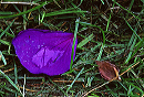 purple_petal
