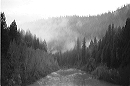 redwoods_in_fog