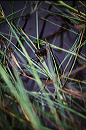 small_frog