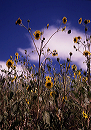small_sunflowers