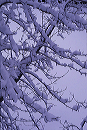 snow_limbs