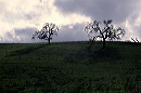 tree_shadow_pair