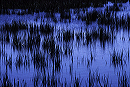 water_grass