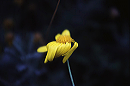 windblown_flower