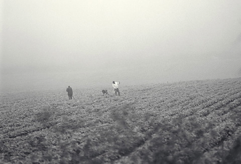 foggy_field.jpg