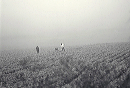foggy_field