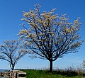 dsc00495.jpg