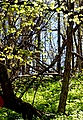 dsc00500.jpg